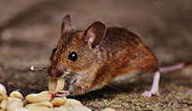 24 Hour & Emergency Exterminators in Haywood, AL